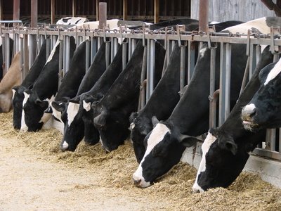 Industria de Alimentación Animal