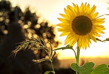 Girasol de Energía Sostenible